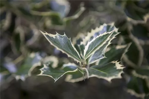 Gelbbunte Stechpalme 'Golden King' - Ilex altaclerensis 'Golden King'