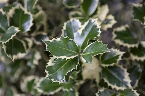 Gelbbunte Stechpalme 'Golden King' - Ilex altaclerensis 'Golden King'