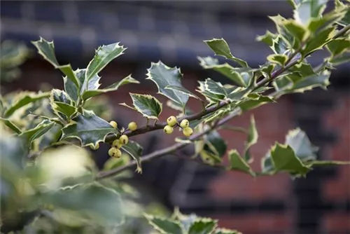 Gelbbunte Stechpalme 'Golden King' - Ilex altaclerensis 'Golden King'