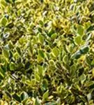 Gelbbunte Stechpalme 'Golden King' - Ilex altaclerensis 'Golden King'