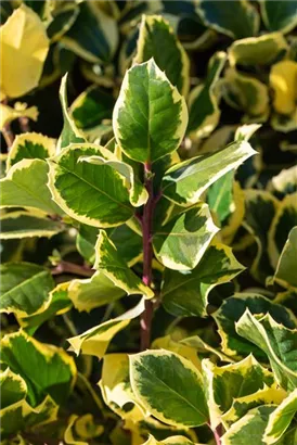 Gelbbunte Stechpalme 'Golden King' - Ilex altaclerensis 'Golden King'