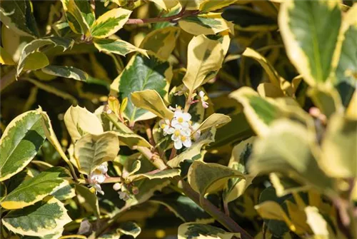 Gelbbunte Stechpalme 'Golden King' - Ilex altaclerensis 'Golden King'