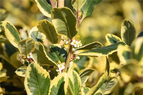 Gelbbunte Stechpalme 'Golden King' - Ilex altaclerensis 'Golden King'