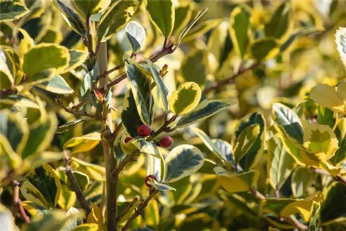 Gelbbunte Stechpalme 'Golden King' - Ilex altaclerensis 'Golden King'