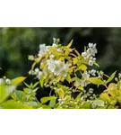 Duftend.Bauernjasmin 'Aureus' - Philadelphus coronarius 'Aureus'