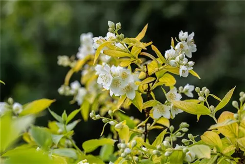 Duftend.Bauernjasmin 'Aureus' - Philadelphus coronarius 'Aureus'