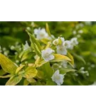 Duftend.Bauernjasmin 'Aureus' - Philadelphus coronarius 'Aureus'