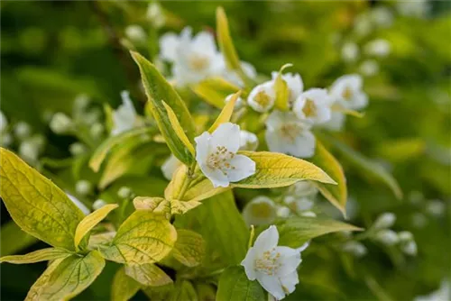 Duftend.Bauernjasmin 'Aureus' - Philadelphus coronarius 'Aureus'