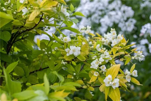 Duftend.Bauernjasmin 'Aureus' - Philadelphus coronarius 'Aureus'