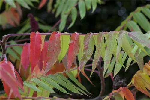 Hirschkolben-Sumach - Rhus typhina