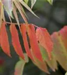 Hirschkolben-Sumach - Rhus typhina