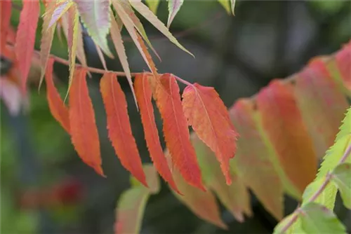 Hirschkolben-Sumach - Rhus typhina