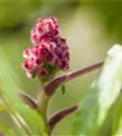 Hirschkolben-Sumach - Rhus typhina