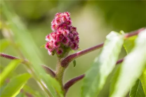 Hirschkolben-Sumach - Rhus typhina