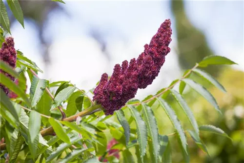 Hirschkolben-Sumach - Rhus typhina