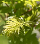 Hirschkolben-Sumach - Rhus typhina