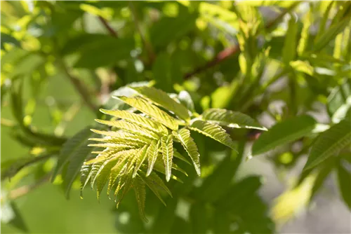 Hirschkolben-Sumach - Rhus typhina