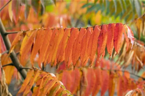 Hirschkolben-Sumach - Rhus typhina