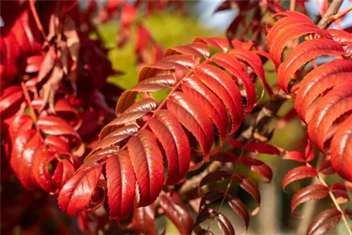 Hirschkolben-Sumach - Rhus typhina