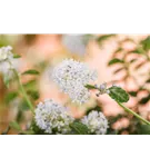 Immergrüne Säckelblume repens - Ceanothus thyrsifl.repens