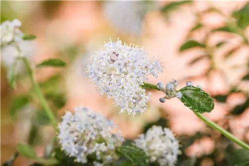 Immergrüne Säckelblume repens - Ceanothus thyrsifl.repens