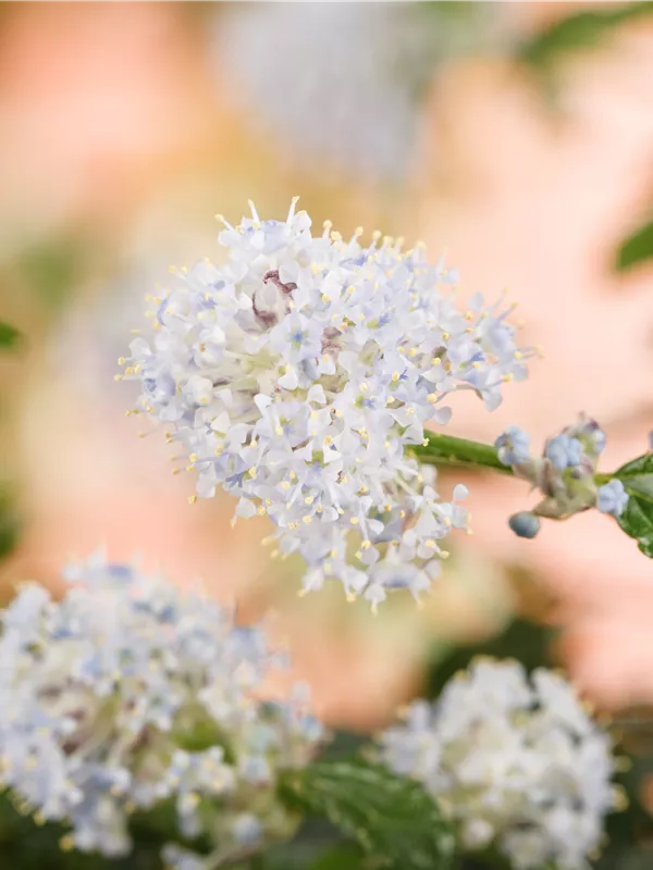 Immergrüne Säckelblume repens - Ceanothus thyrsifl.repens