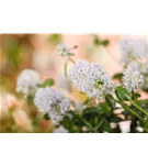 Immergrüne Säckelblume repens - Ceanothus thyrsifl.repens