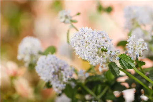 Immergrüne Säckelblume repens - Ceanothus thyrsifl.repens