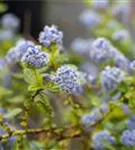 Immergrüne Säckelblume repens - Ceanothus thyrsifl.repens