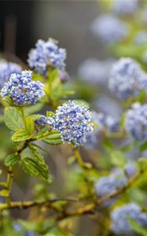 Ceanothus thyrsifl.repens