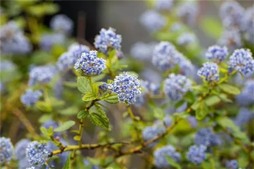 Immergrüne Säckelblume repens - Ceanothus thyrsifl.repens