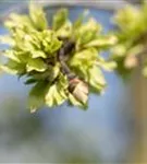 Laubenulme 'Pendula' - Ulmus glabra 'Pendula'