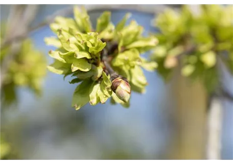 Ulmus glabra - Bergulme