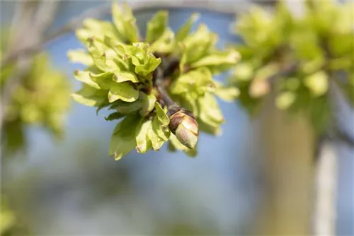 Bergulme - Ulmus glabra