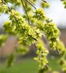 Laubenulme 'Pendula' - Ulmus glabra 'Pendula'