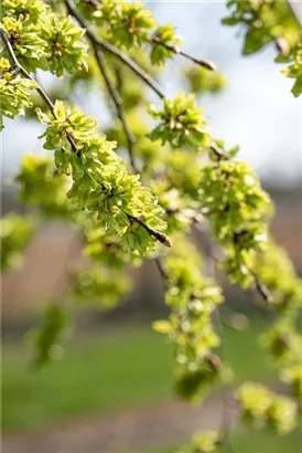 Laubenulme 'Pendula' - Ulmus glabra 'Pendula'