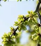 Laubenulme 'Pendula' - Ulmus glabra 'Pendula'