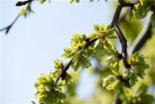 Laubenulme 'Pendula' - Ulmus glabra 'Pendula'