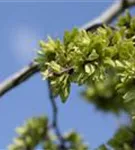 Laubenulme 'Pendula' - Ulmus glabra 'Pendula'