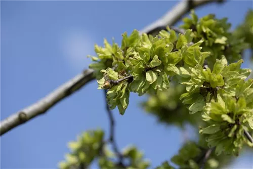 Laubenulme 'Pendula' - Ulmus glabra 'Pendula'