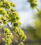 Laubenulme 'Pendula' - Ulmus glabra 'Pendula'