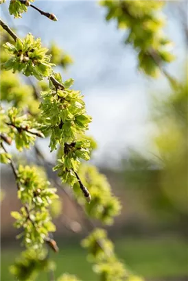 Laubenulme 'Pendula' - Ulmus glabra 'Pendula'