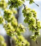 Laubenulme 'Pendula' - Ulmus glabra 'Pendula'