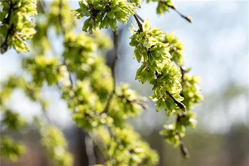 Laubenulme 'Pendula' - Ulmus glabra 'Pendula'