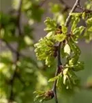 Laubenulme 'Pendula' - Ulmus glabra 'Pendula'