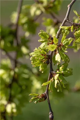 Laubenulme 'Pendula' - Ulmus glabra 'Pendula'