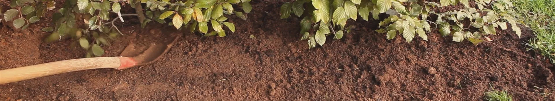 Rotbuchenhecke - Einpflanzen im Garten