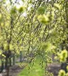 Laubenulme 'Pendula' - Ulmus glabra 'Pendula'