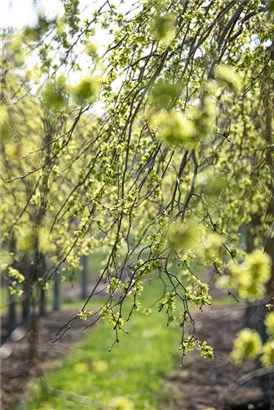 Laubenulme 'Pendula' - Ulmus glabra 'Pendula'