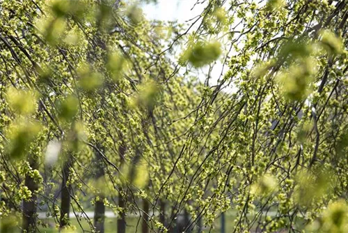 Laubenulme 'Pendula' - Ulmus glabra 'Pendula'